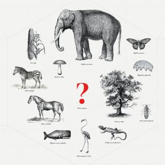 Zoological illustrations